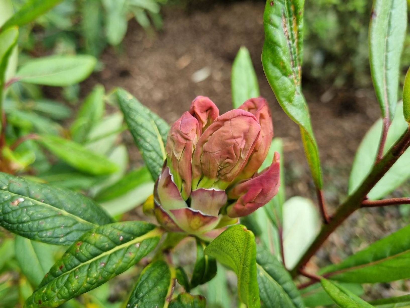 Rhododendron lindleyi [Hollard form]