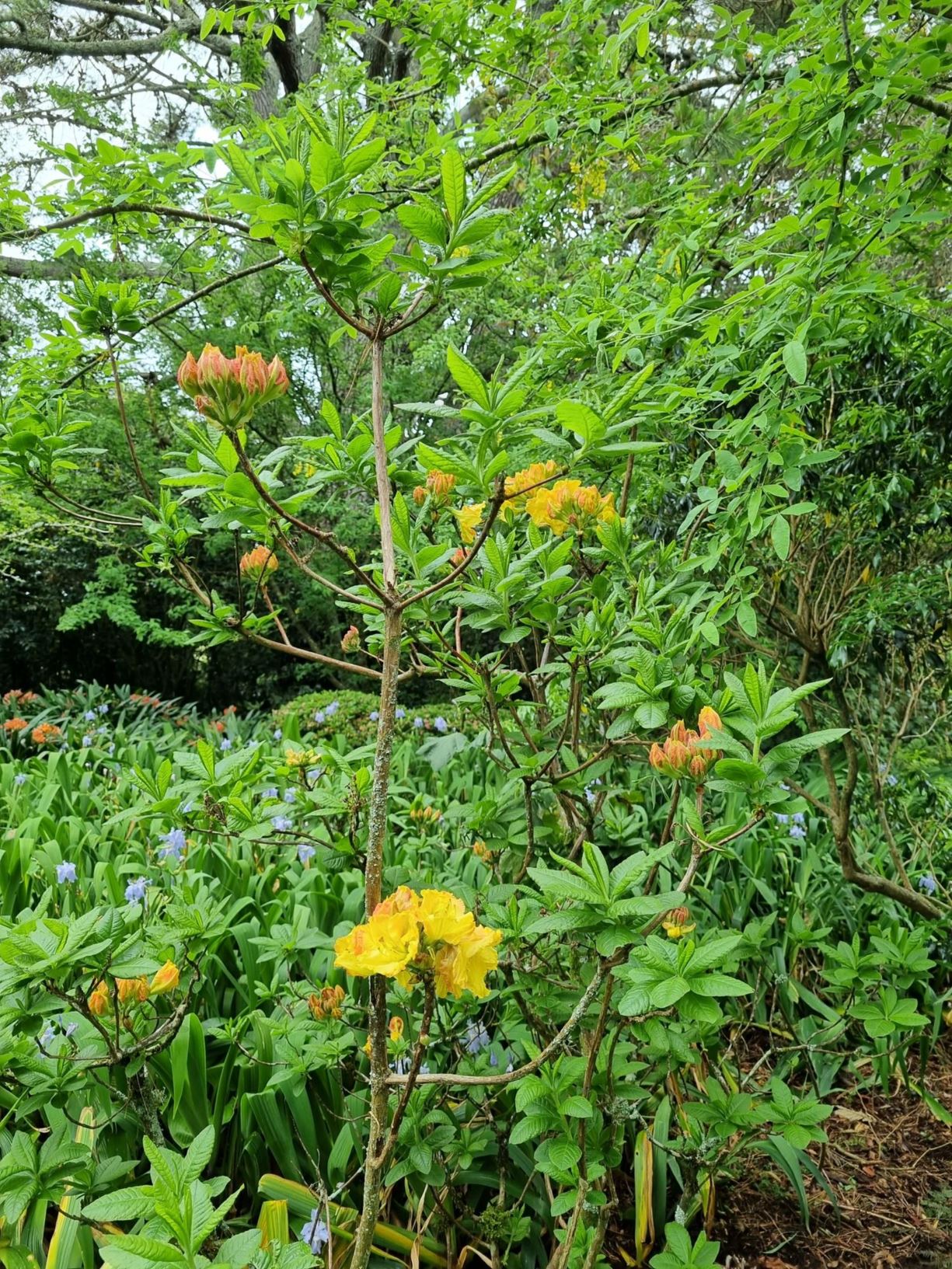 Rhododendron 'Cross Hills Frills' (Deciduous Azalea)