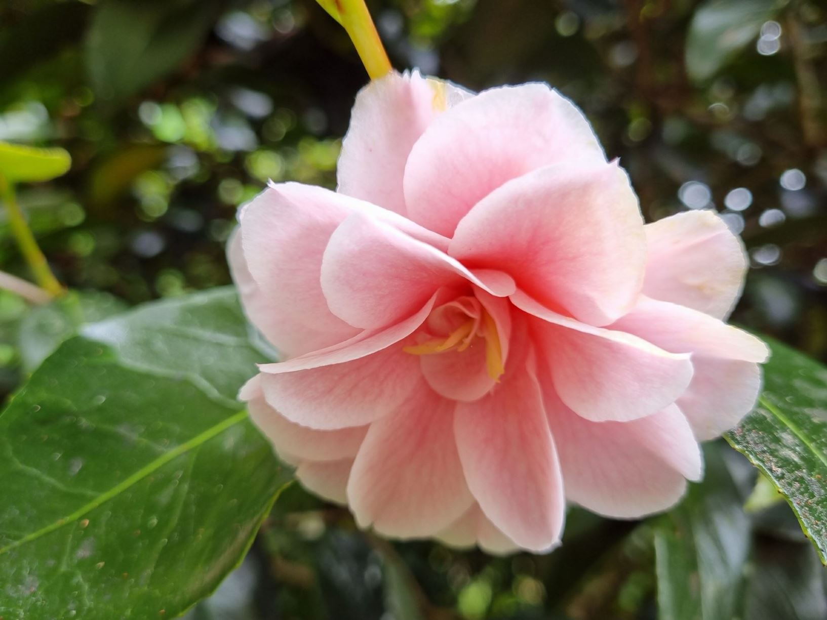 Camellia japonica 'C.M. Wilson'