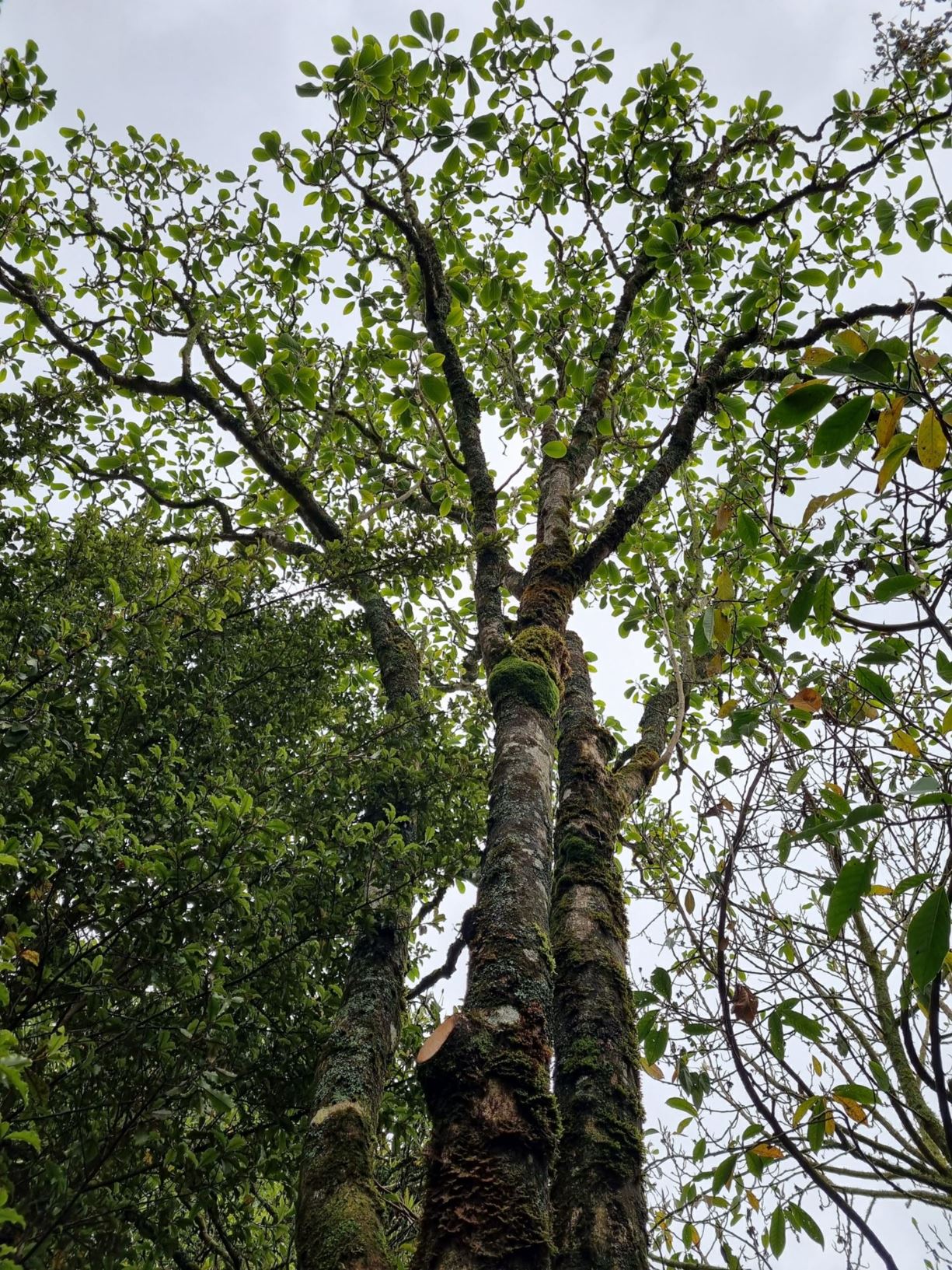 Magnolia campbellii subsp. mollicomata 'Bernie Hollard'