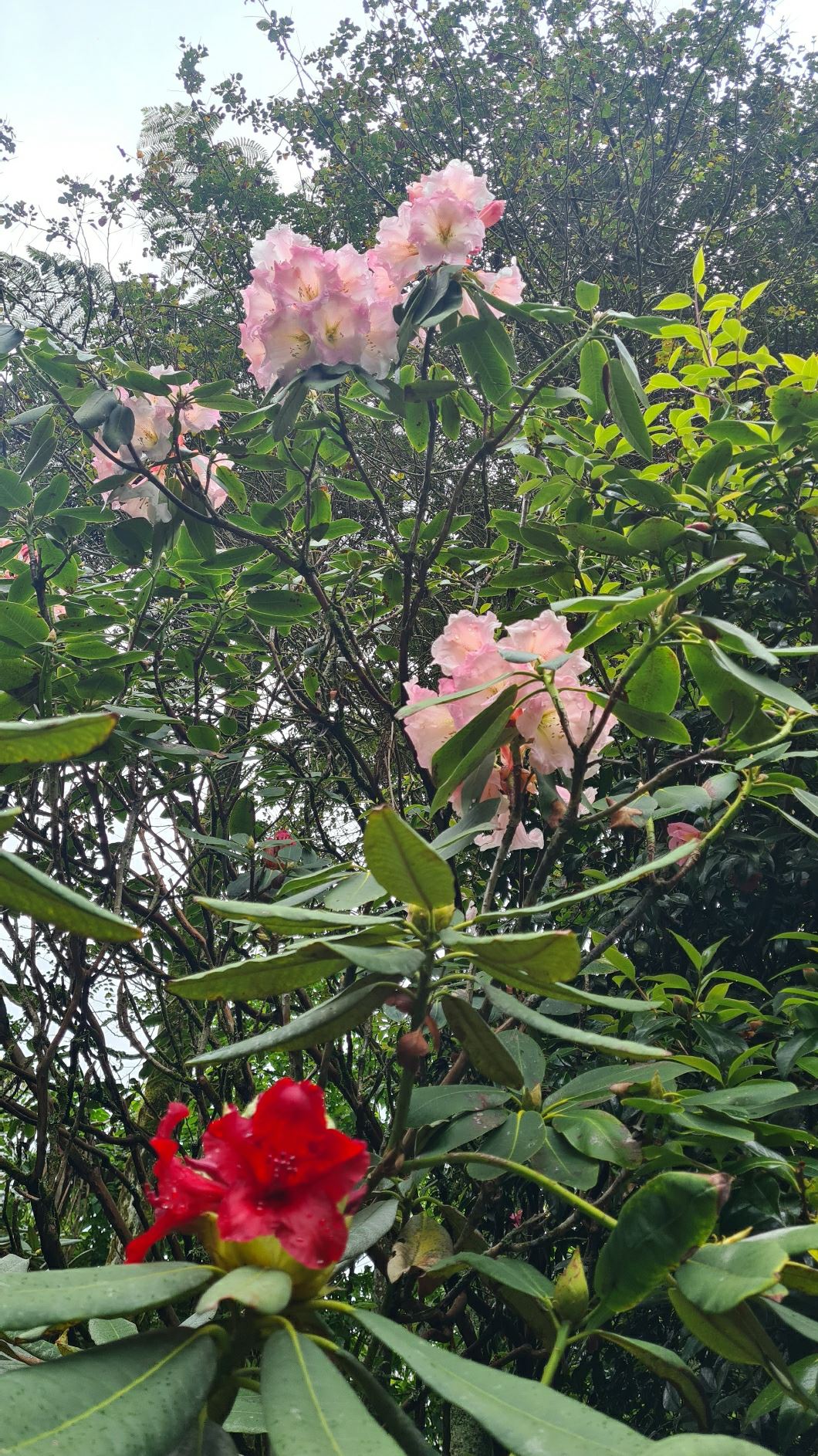 Rhododendron 'Shangri La'