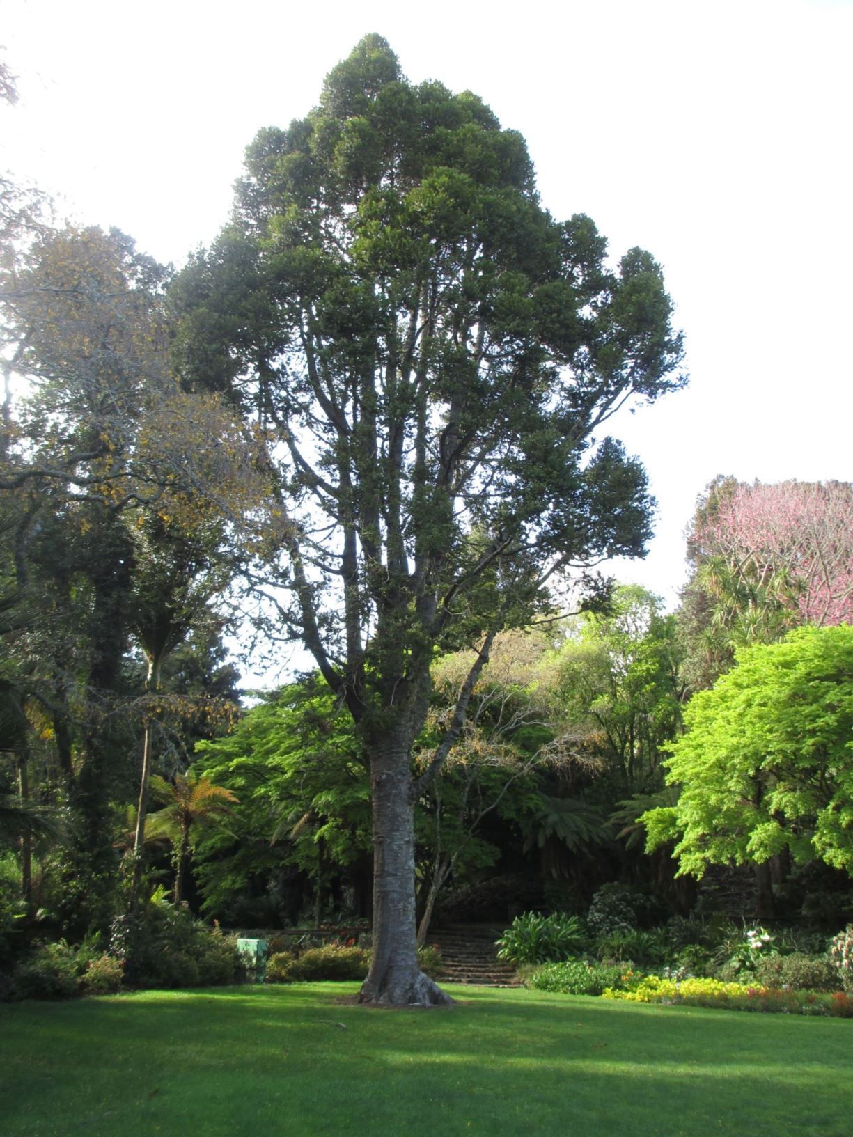 Agathis australis - koare (sapling), kauri