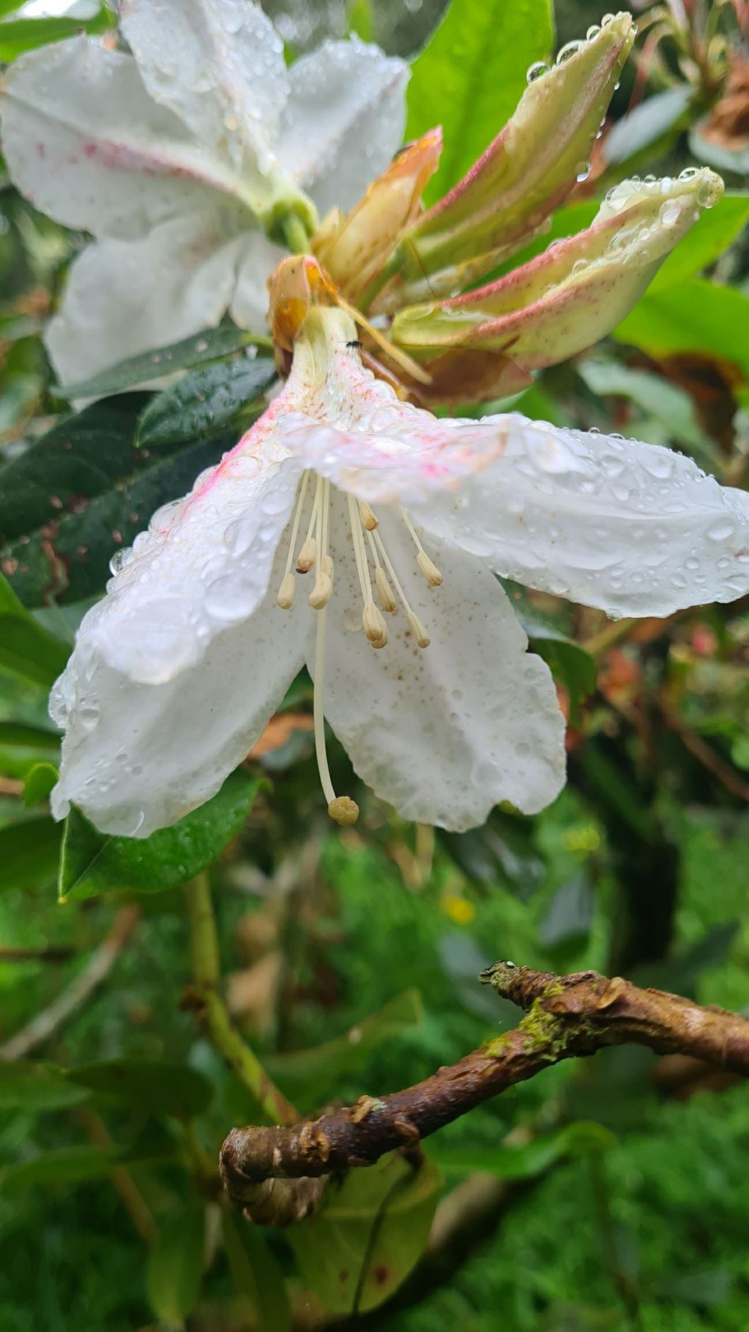 Rhododendron ludwigianum