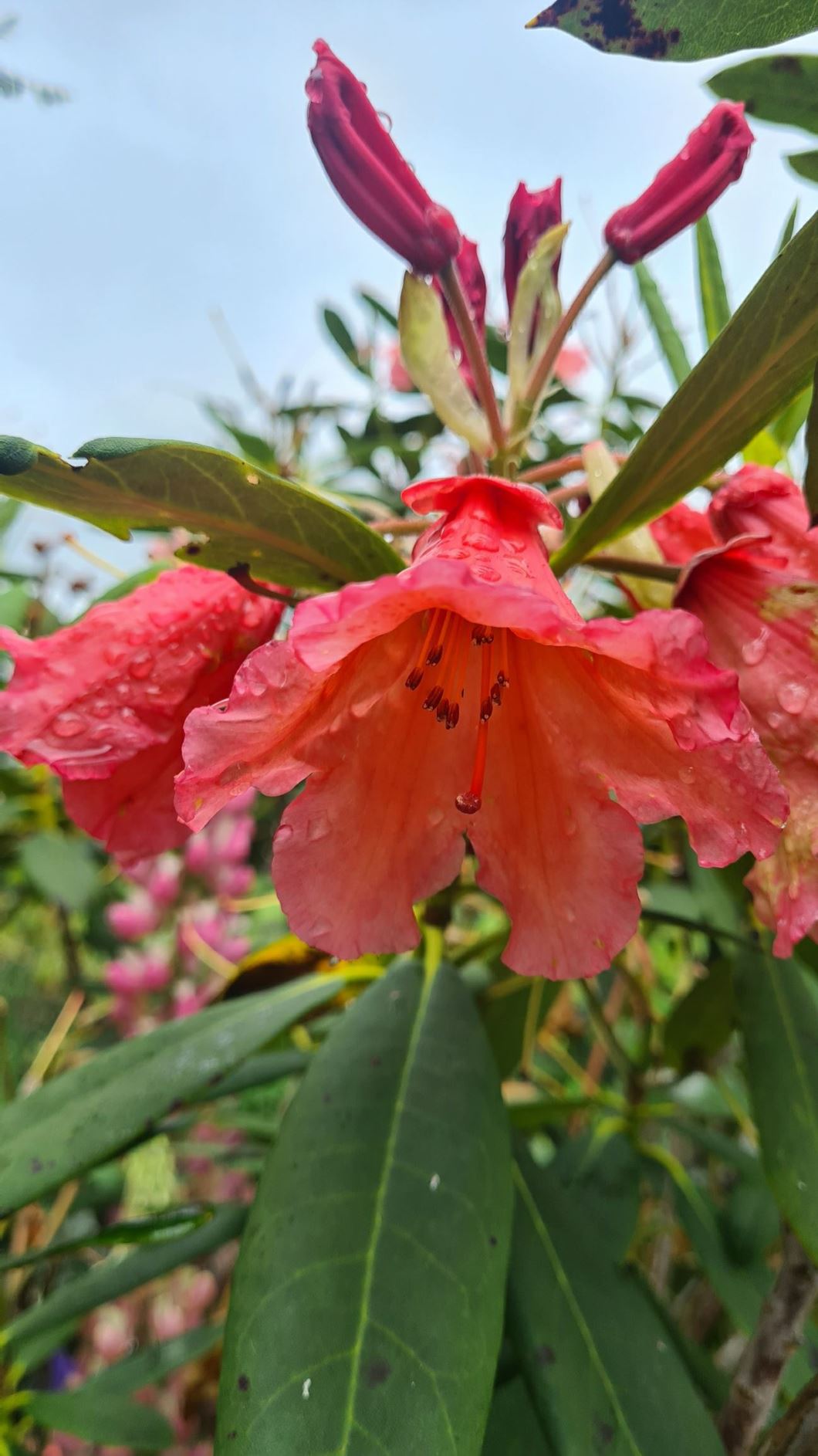 Rhododendron 'Old Copper'