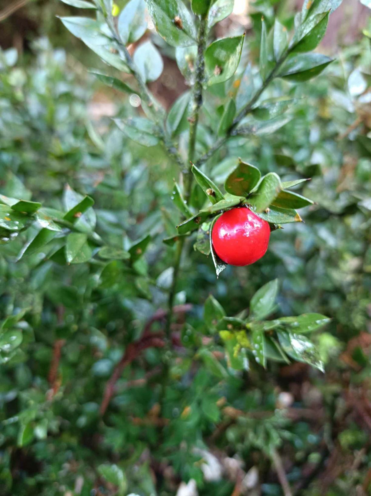 Ruscus aculeatus