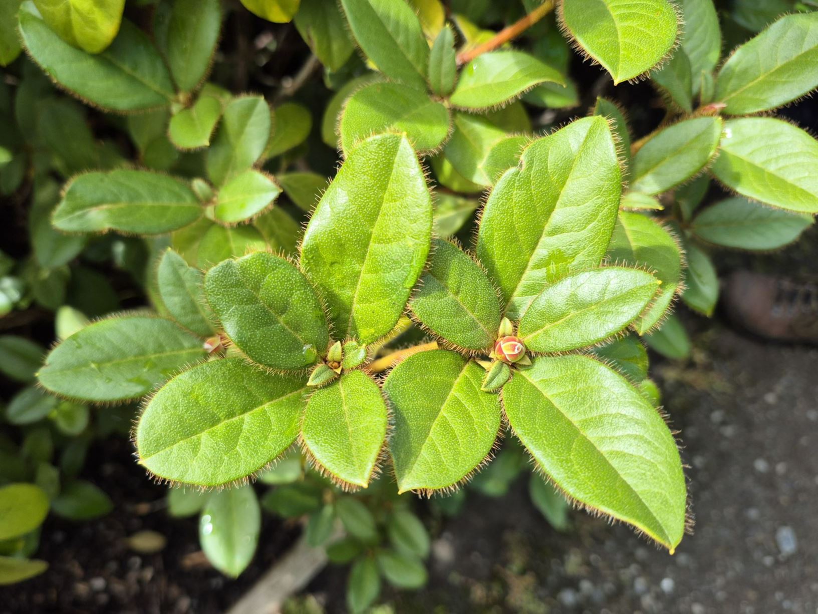 Rhododendron johnstoneanum