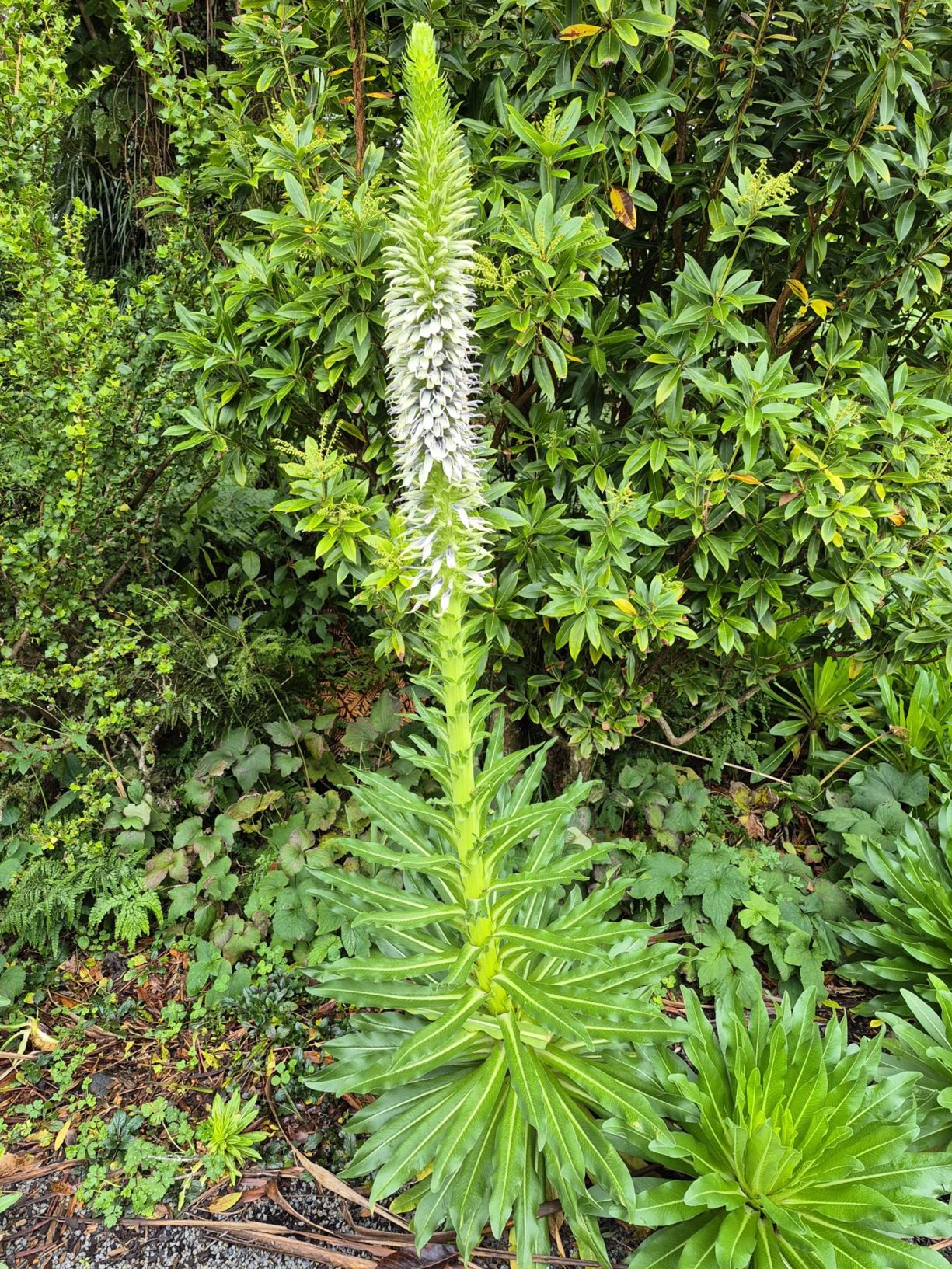 Lobelia aberdarica