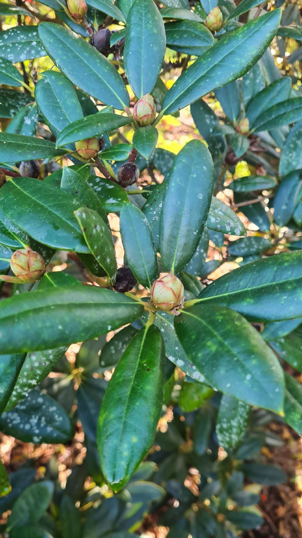 Rhododendron 'Mollies Gift'