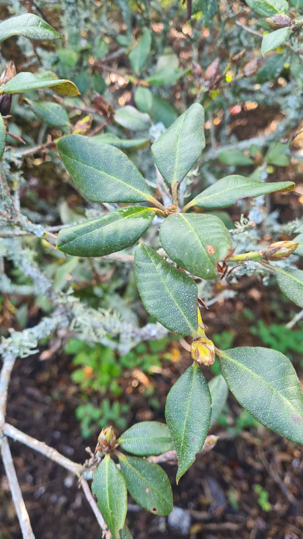 Rhododendron 'Baden Baden'