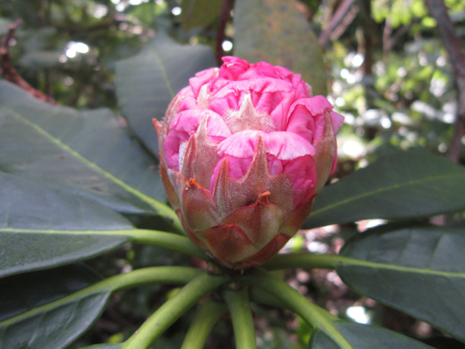 Rhododendron 'Ina Hair'