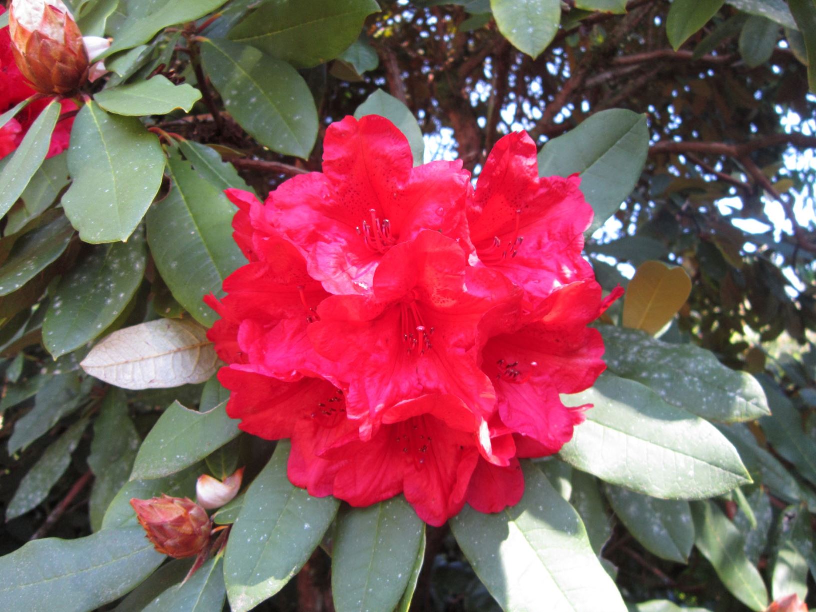 Rhododendron 'Gwillt-king'