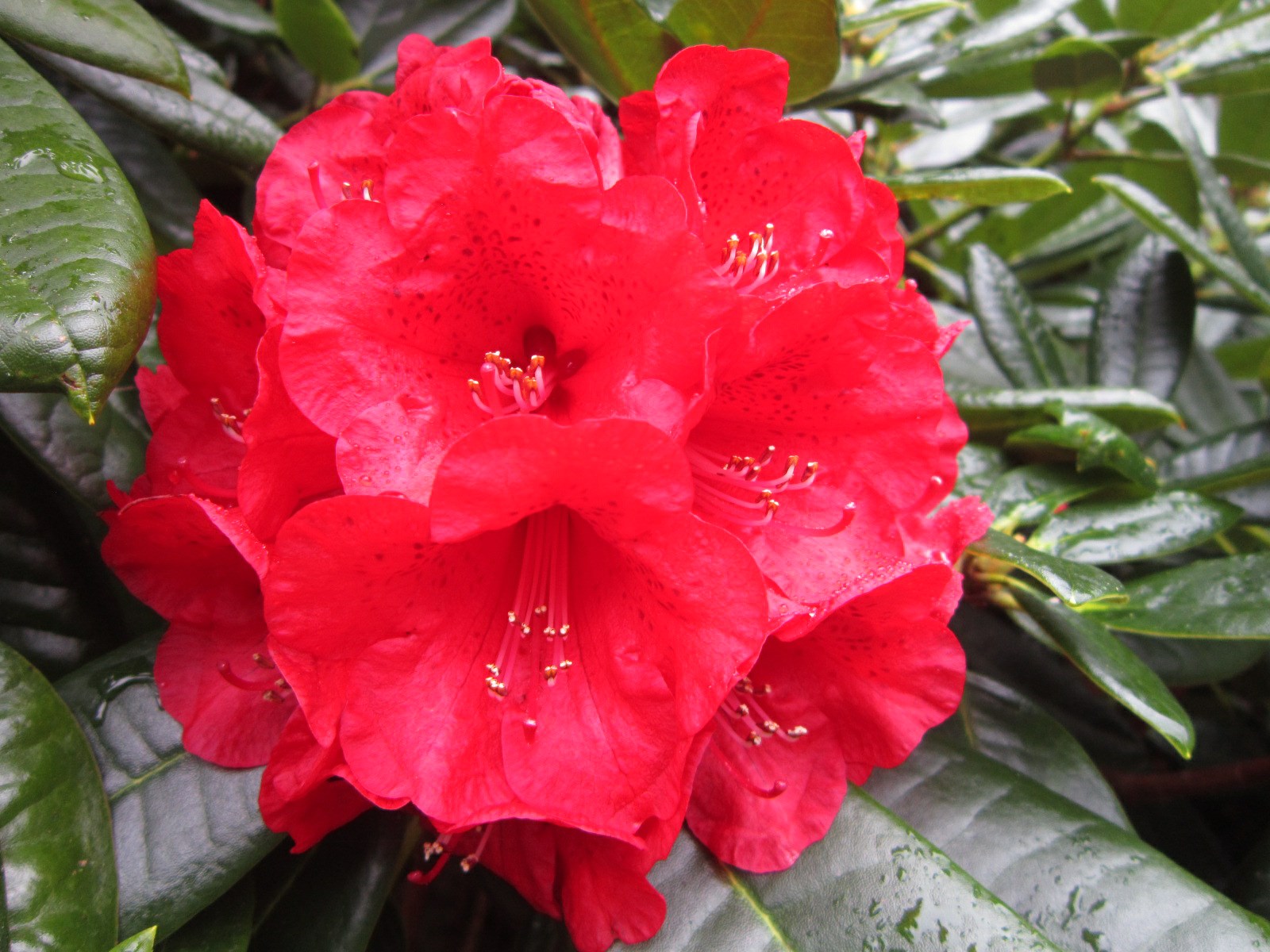 Rhododendron 'Rubicon'