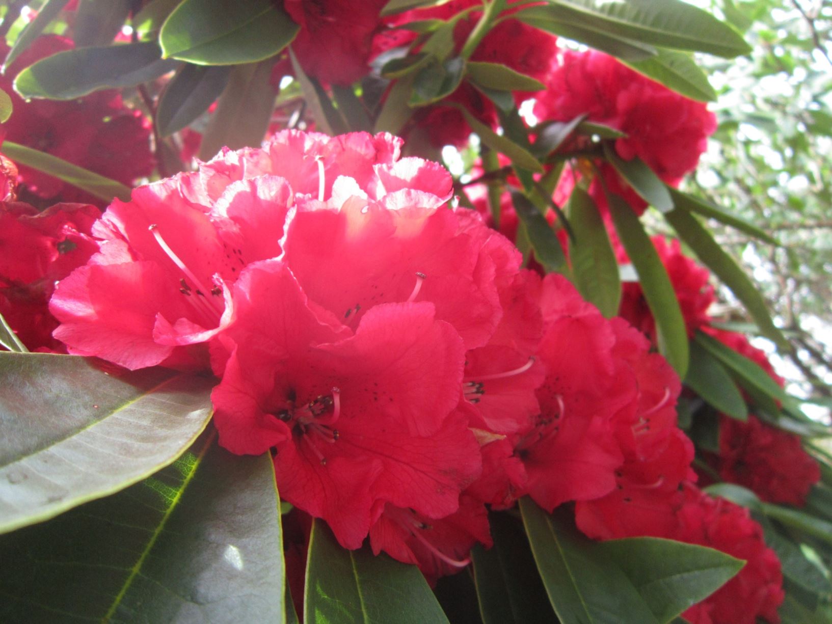Rhododendron 'Kaponga'