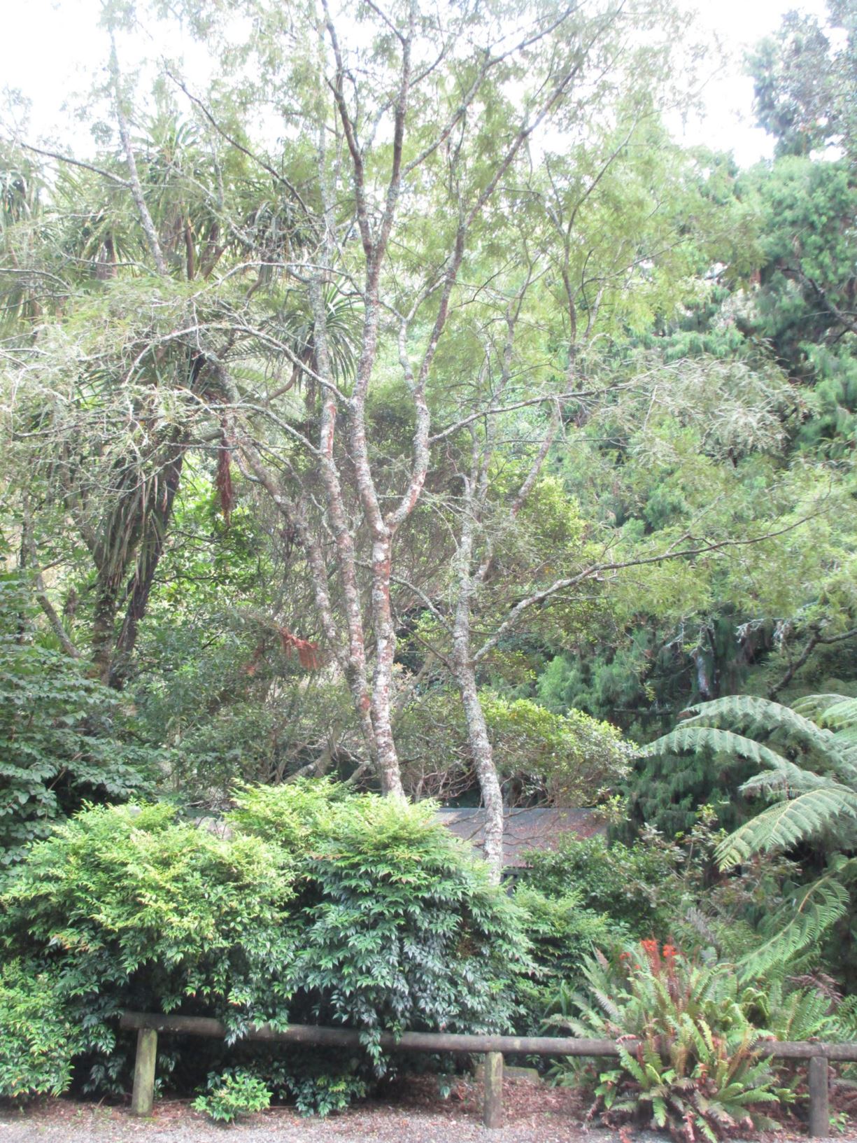 Sophora tetraptera - large-leafed kowhai