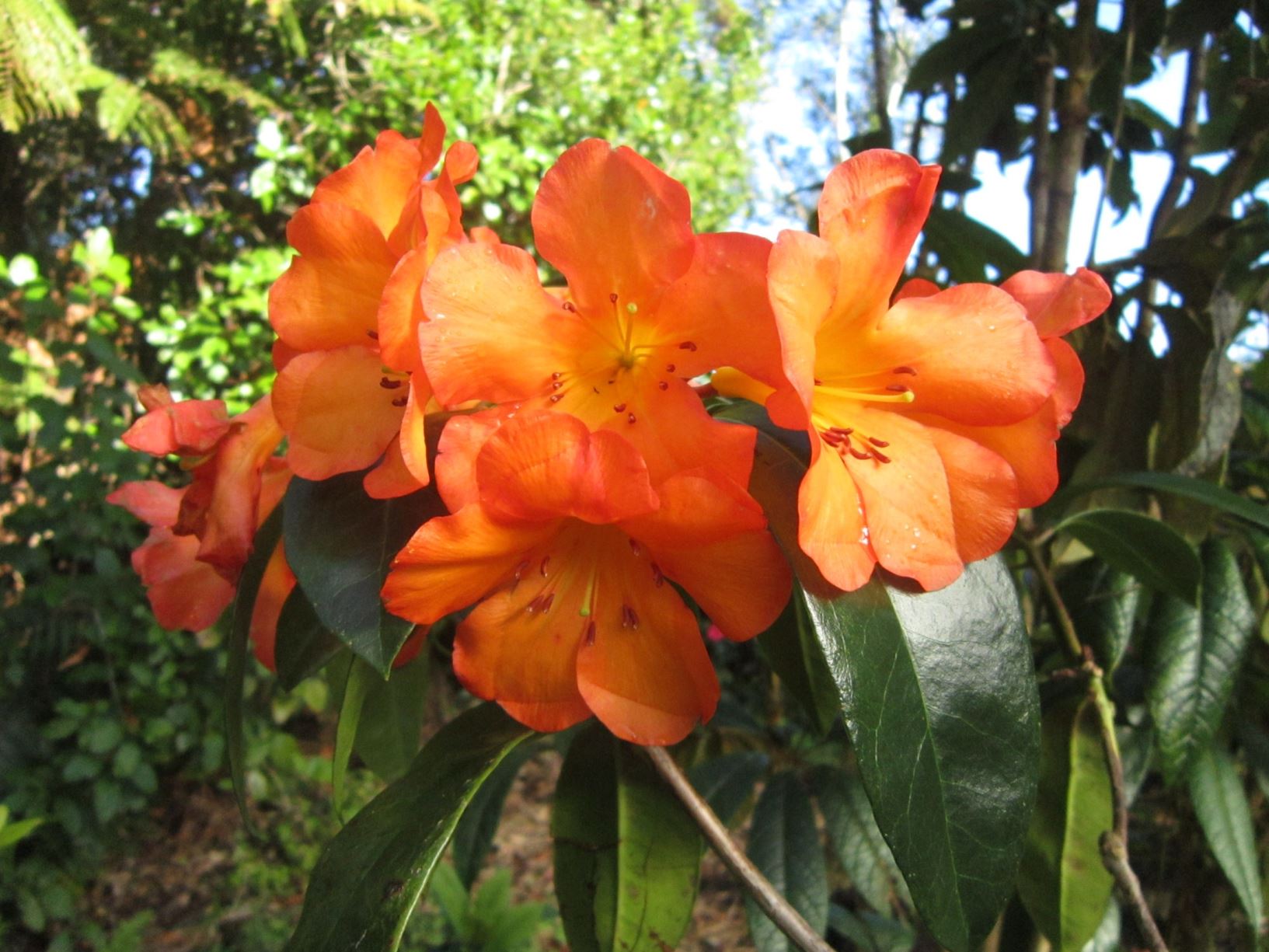 Rhododendron sp. [Unknown Vireya Hybrid]