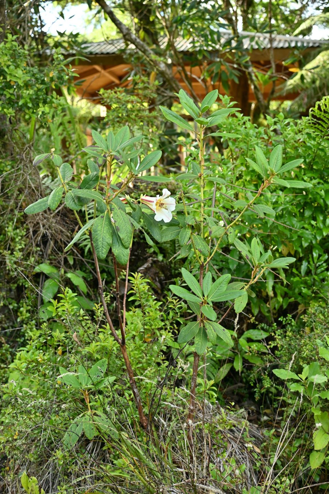 Rhododendron dalhousiae var. rhabdotum