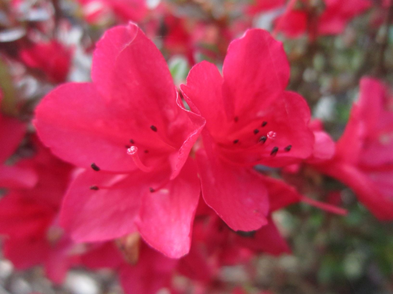 Rhododendron 'Ward's Ruby' (Azalea)