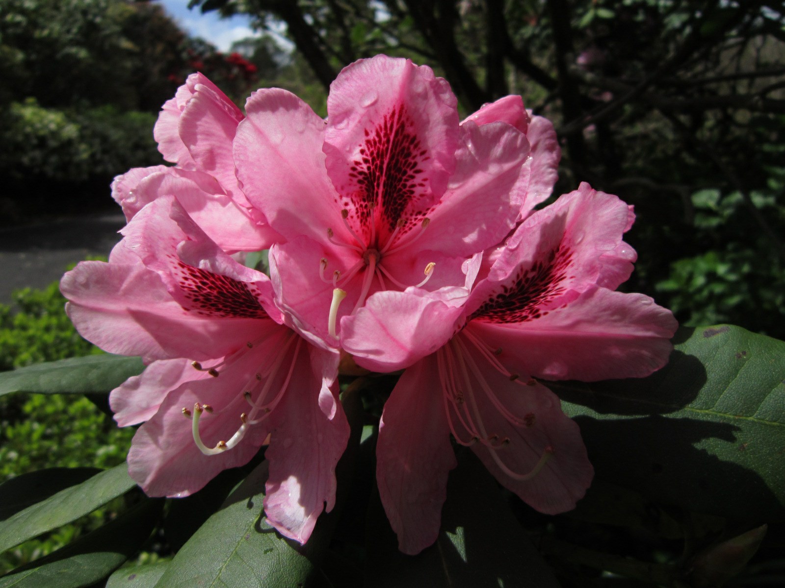Rhododendron 'Mrs G. W. Leak'