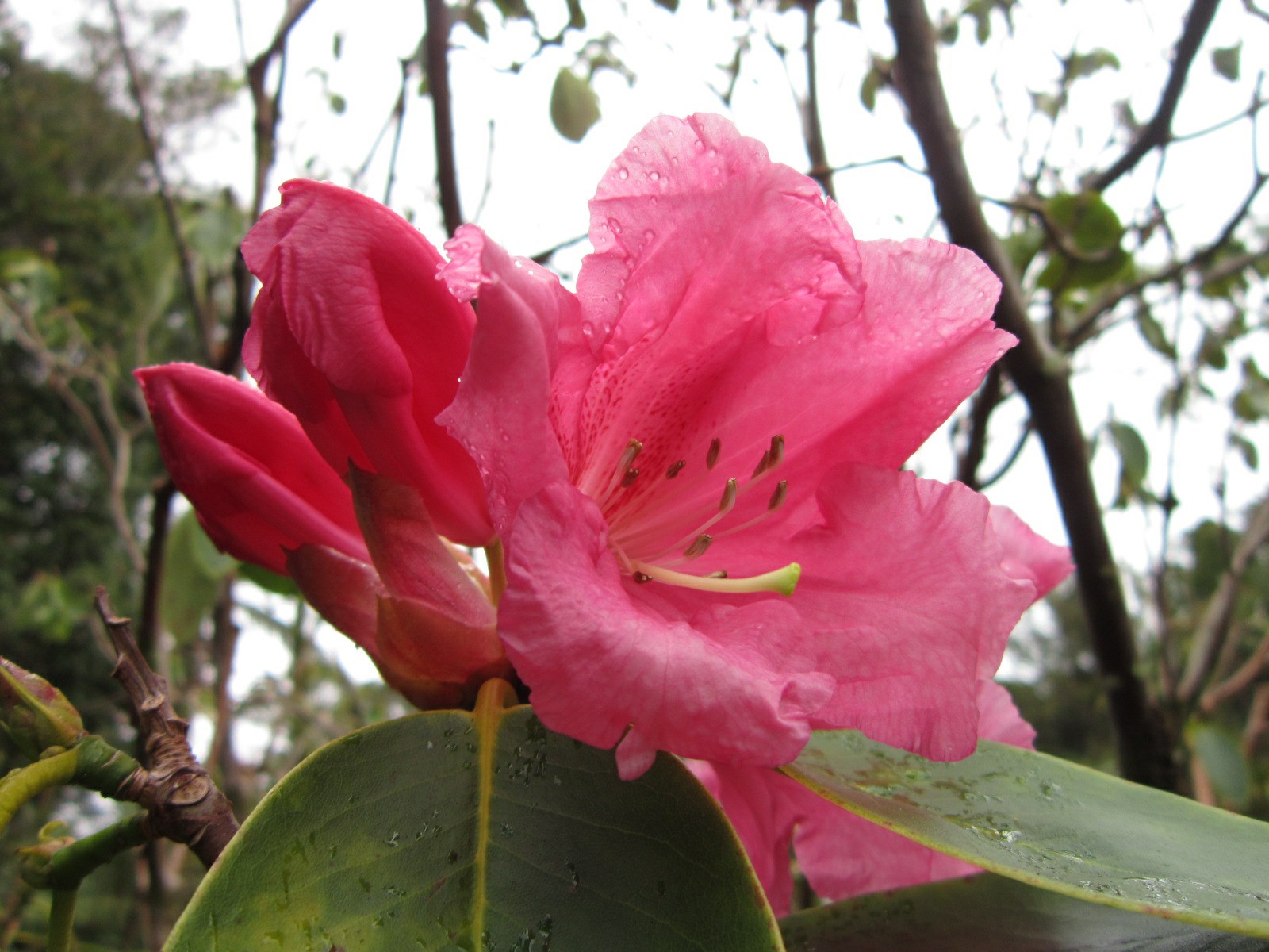 Rhododendron 'Hollard No. 9'