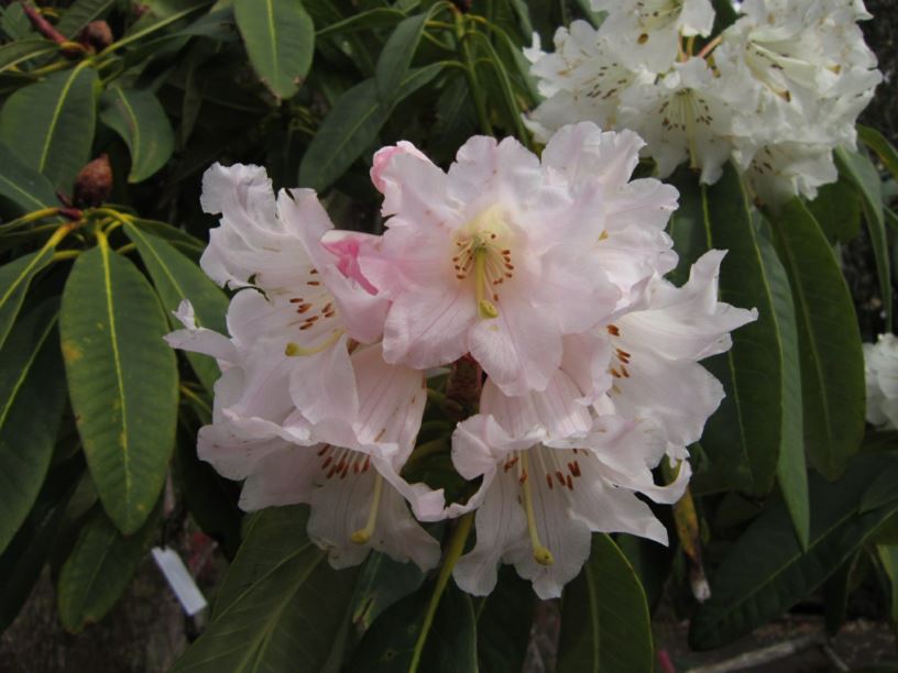 Rhododendron 'Mrs George Huthnance'