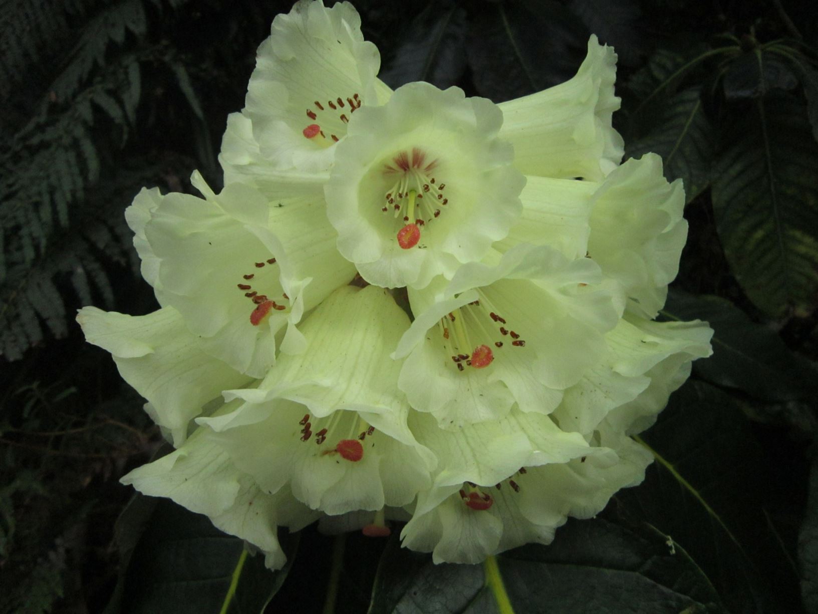 Rhododendron macabeanum