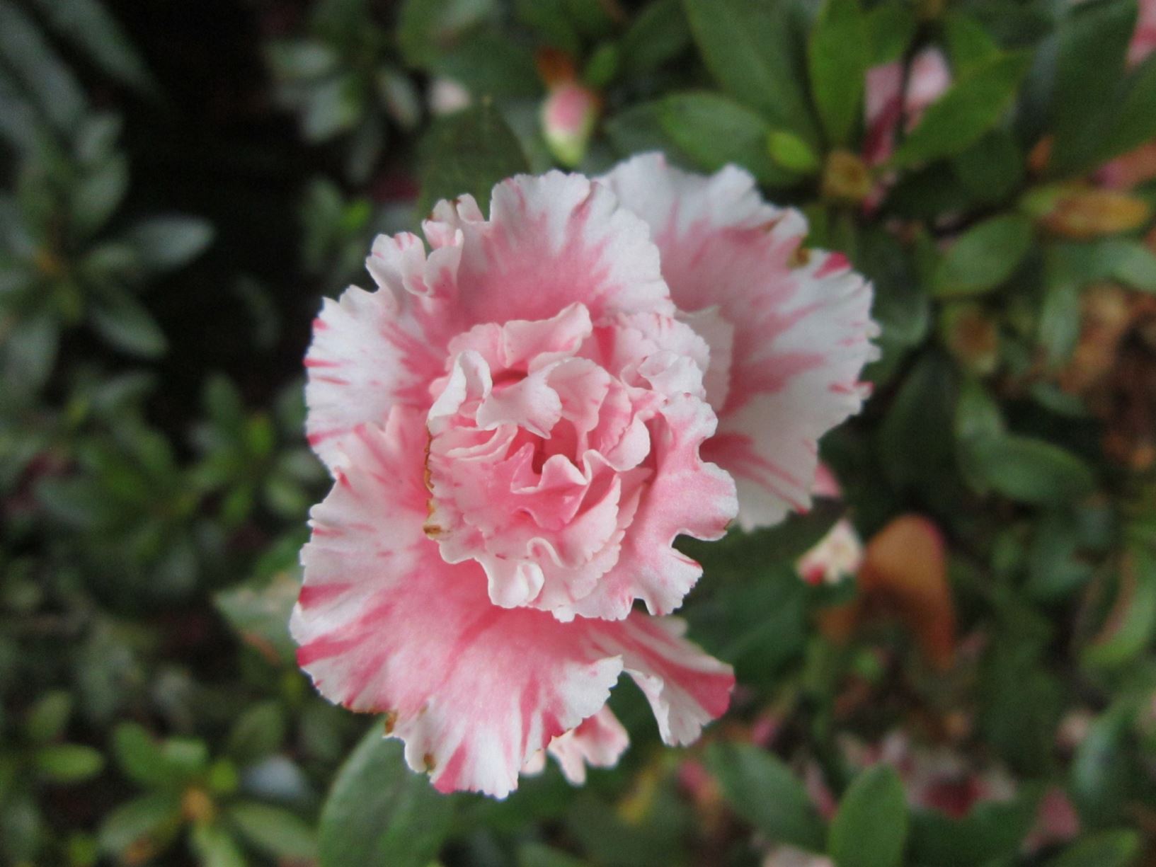 Rhododendron 'Sweet Nellie' (Azalea)