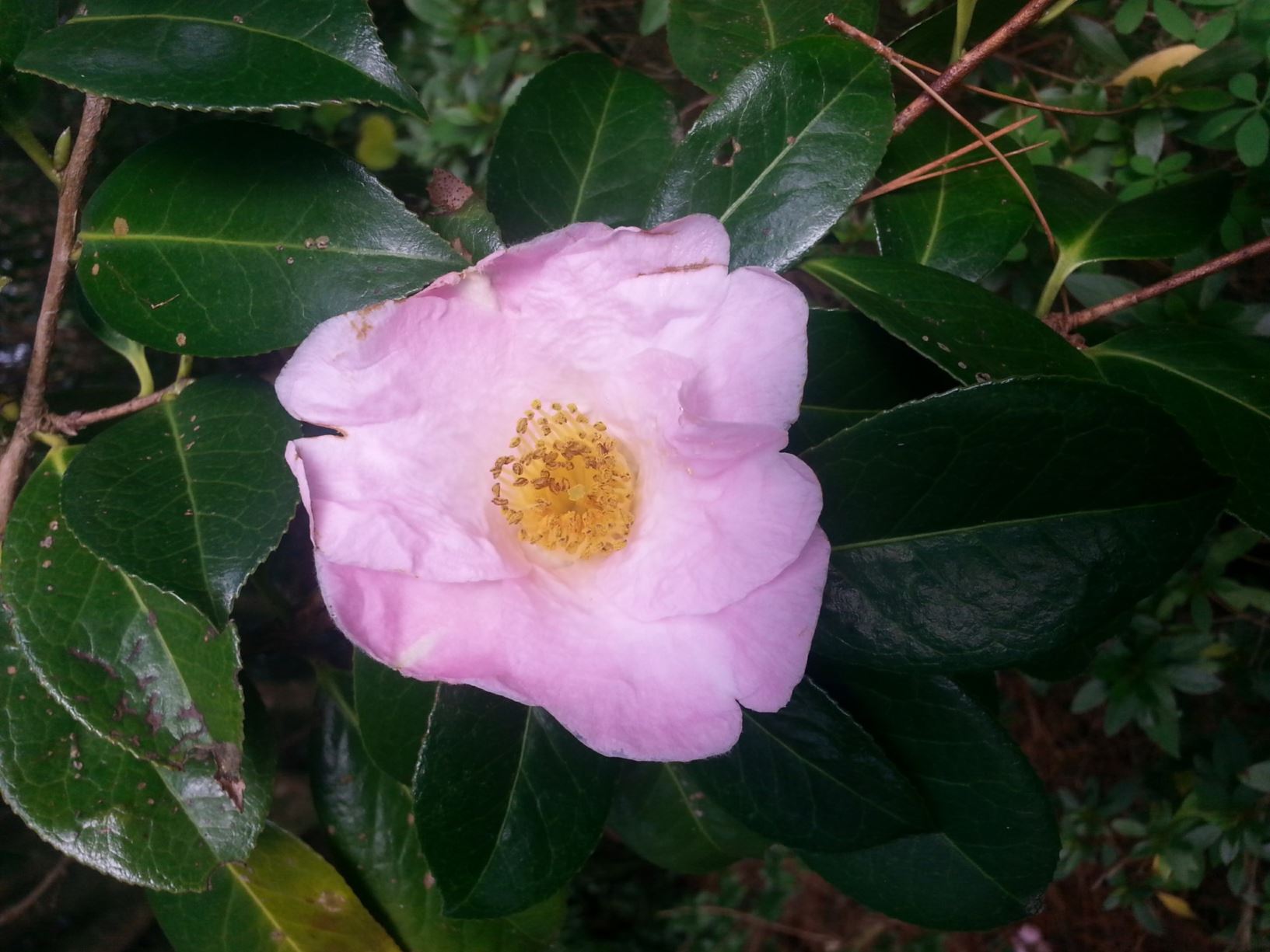 Camellia × williamsii 'Elizabeth de Rothschild'