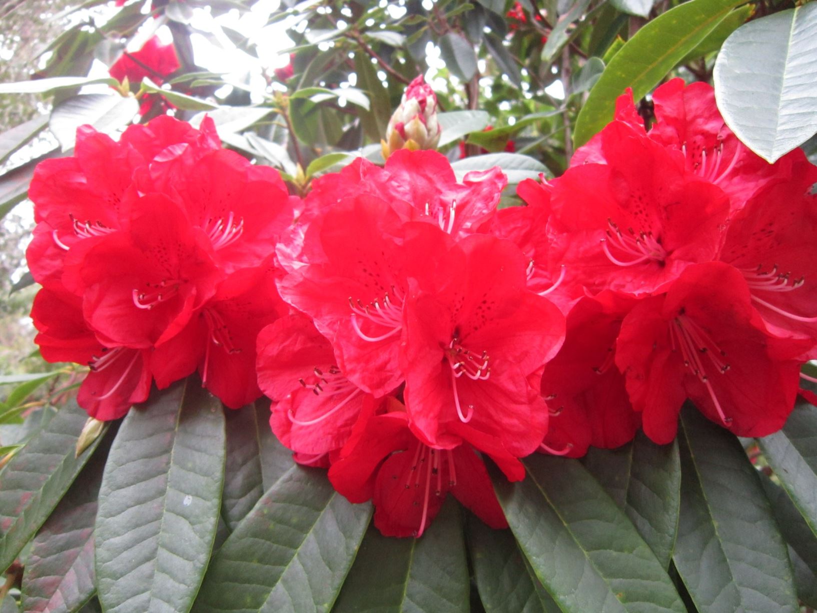 Rhododendron 'Bibiani'