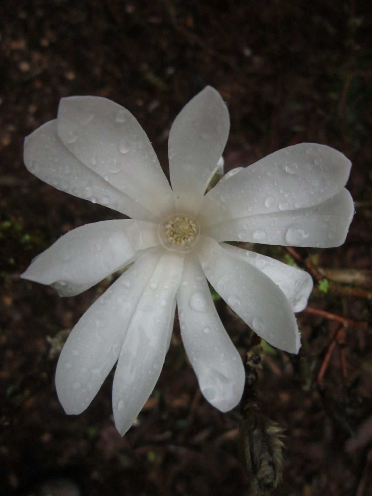 Magnolia stellata - star magnolia, shide-kobushi