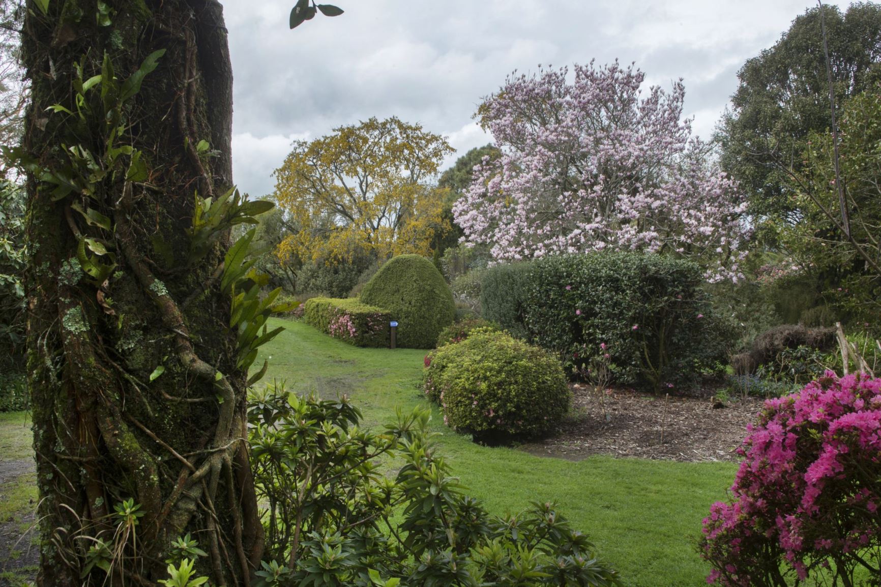 Picture from the garden