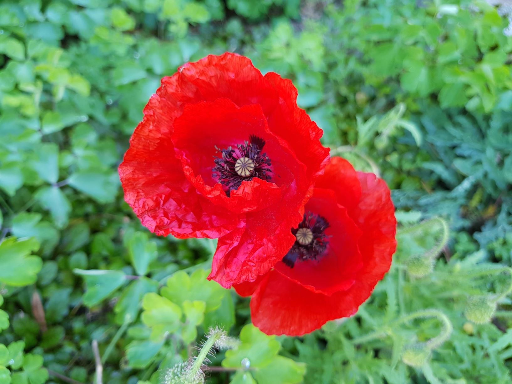 Picture from the garden