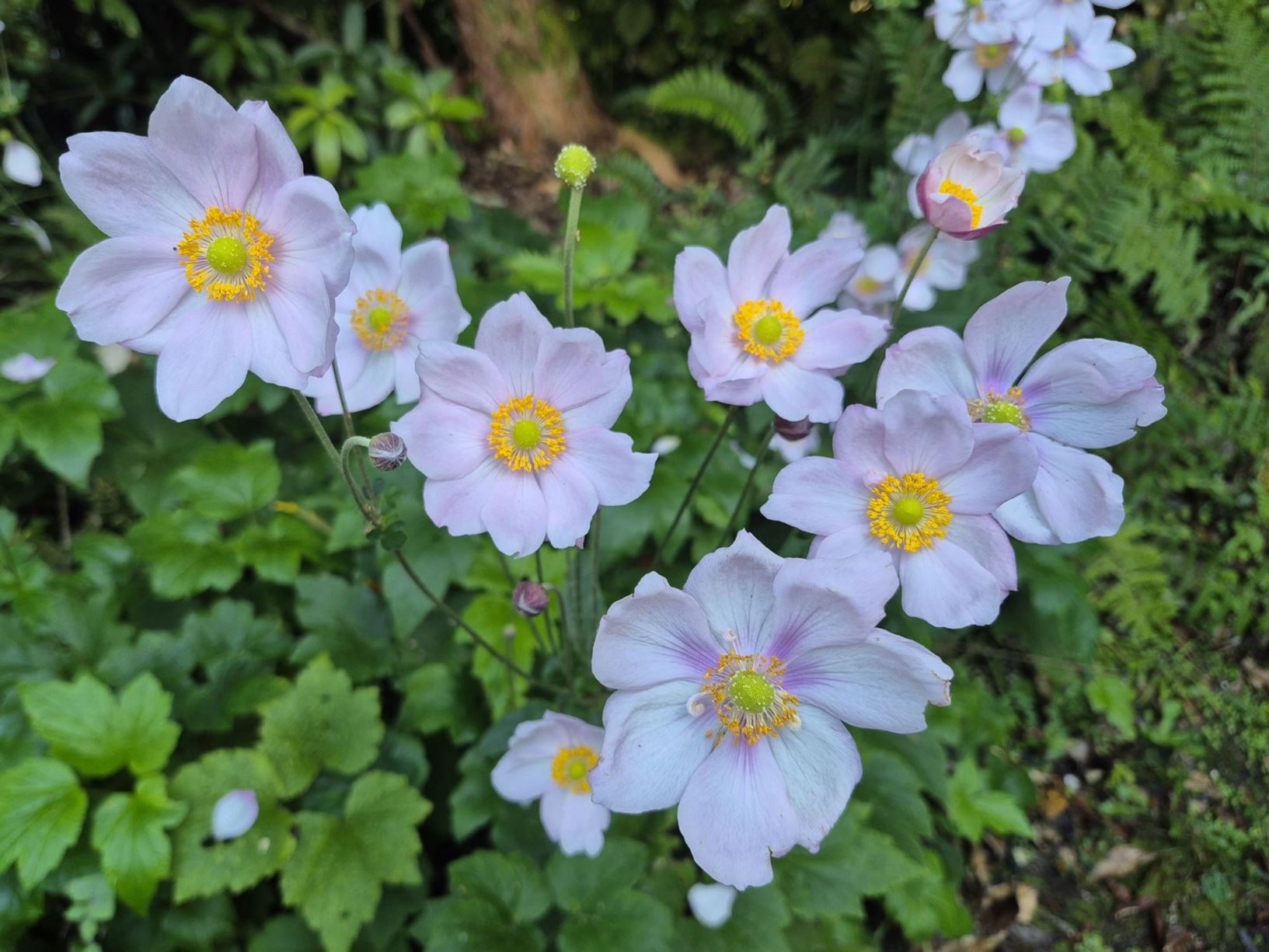 Picture from the garden