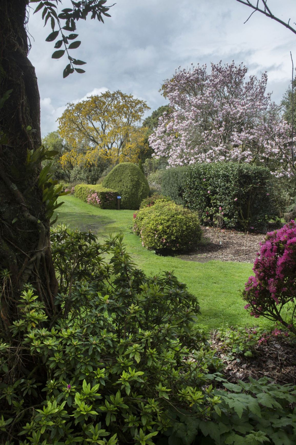 Picture from the garden